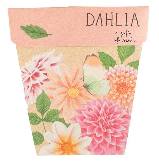 Dahlia Gift of Seeds